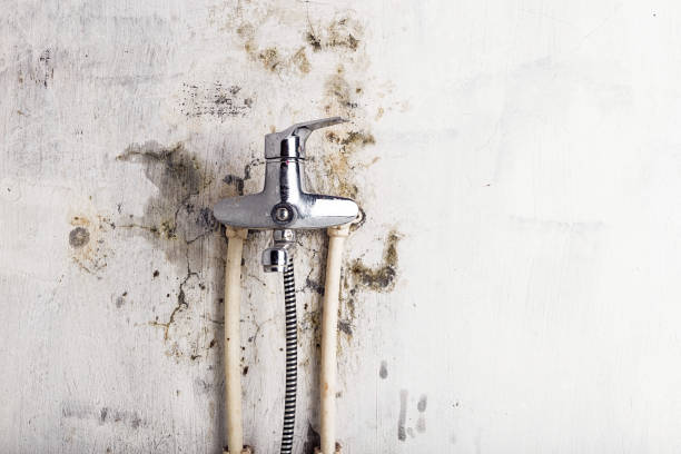 Best Mold Removal Company Near Me  in Laughlin, NV
