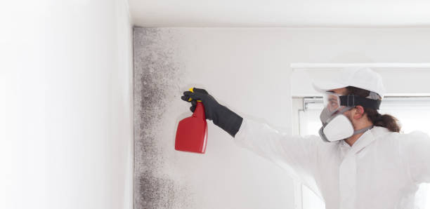 Best Local Mold Removal Service  in Laughlin, NV