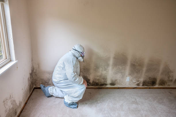 Best Attic Mold Removal  in Laughlin, NV
