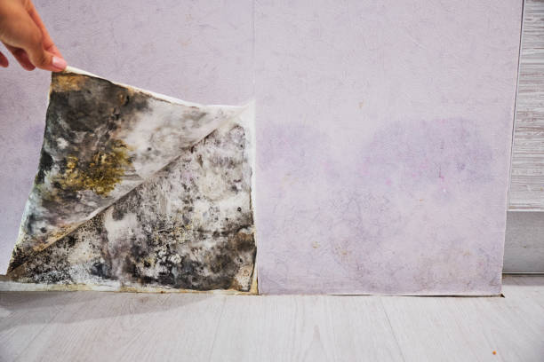 Best Residential Mold Removal  in Laughlin, NV